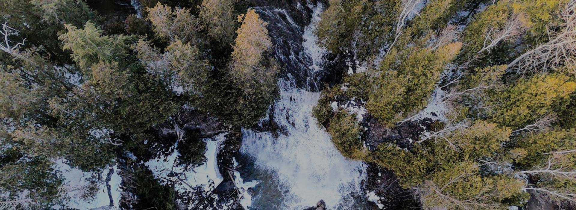 overhead shot trees