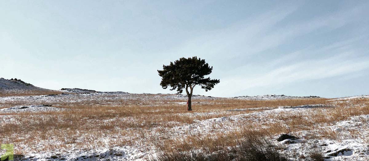 line tree in barren landscape