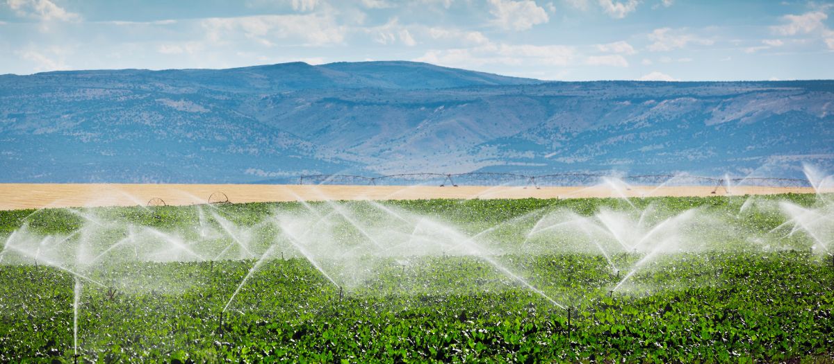 watering crops with mountains in the distance